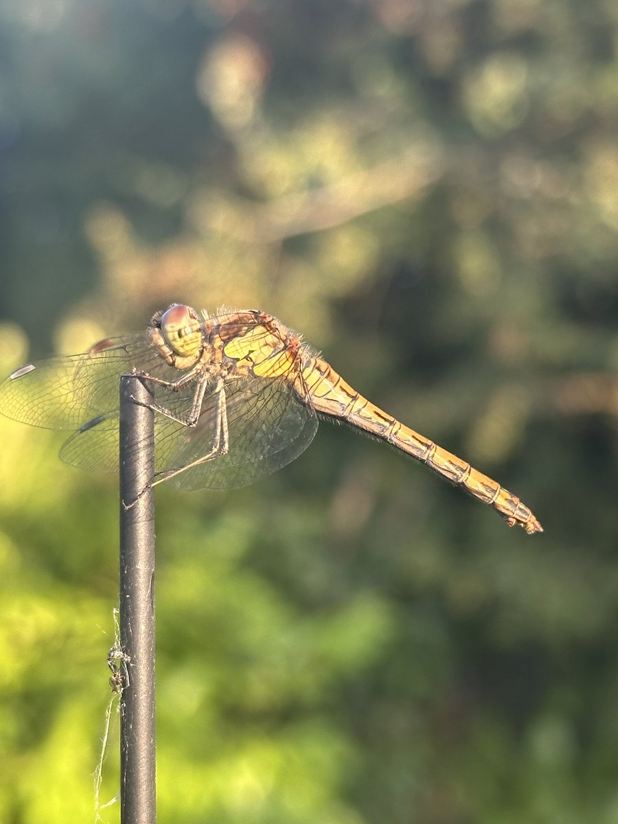 Caught this dragonfly having an evening sunbathe atop a growing frame
