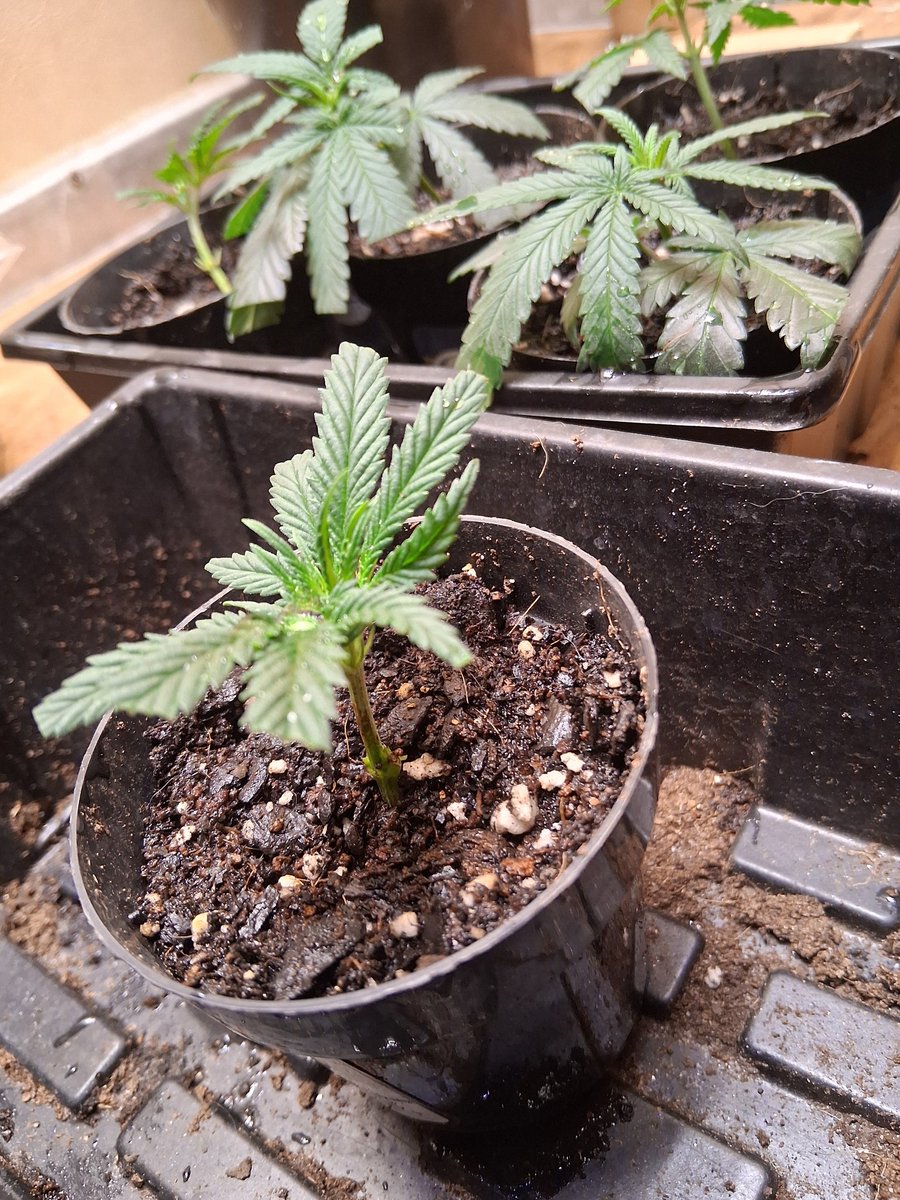 The clones are trying their best . . . .