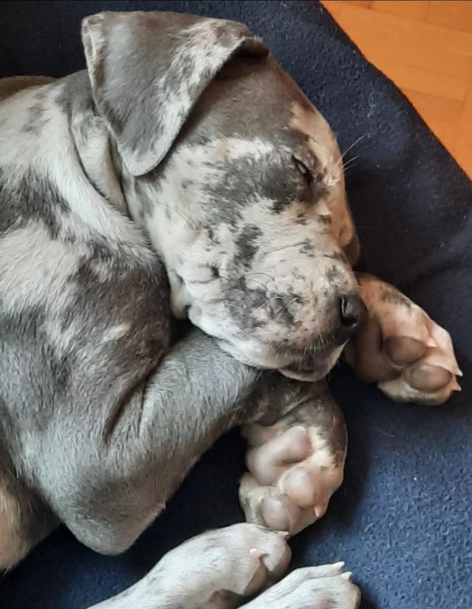 blue61033's tweet photo. Im sorry to announce that my great dane, Lou, had to be put down at only 4 years old, at 1am on the 11th of August. Im very heartbroken, ive lost my friend,my soulmate, the light of my life. Its been very rough so far. I miss you so much mon amour, now rest, please. 🕊🕊🕊 https://t.co/7MA8rX4Egt