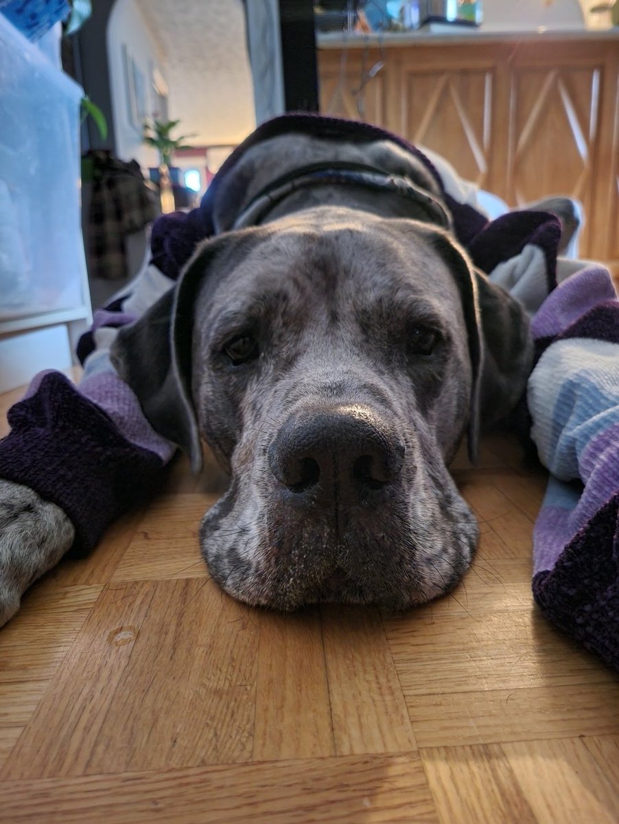 blue61033's tweet photo. Im sorry to announce that my great dane, Lou, had to be put down at only 4 years old, at 1am on the 11th of August. Im very heartbroken, ive lost my friend,my soulmate, the light of my life. Its been very rough so far. I miss you so much mon amour, now rest, please. 🕊🕊🕊 https://t.co/7MA8rX4Egt