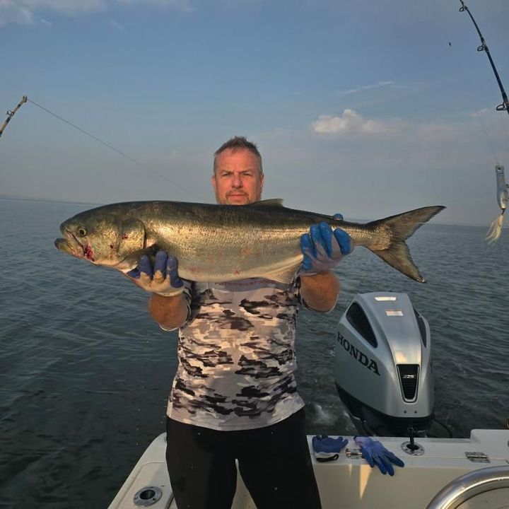 BluefishTourn's tweet photo. Sign up for @surfsidehotel Bluefish Tournament happening August 23 &amp; 24. Someone's coming out of next weekend with the $25,000 grand prize!

💻 register online at https://t.co/YKrfDD1cRH (no T-shirt included)
📍 register at local tackle shops &amp; get your T-shirt https://t.co/eX5SvJ2mgJ