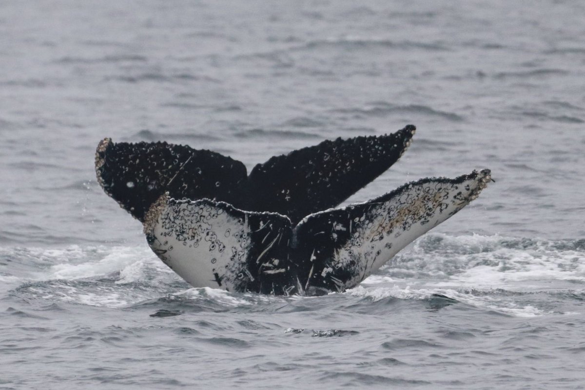 Pacific Whale Watch Association π³ (@thepwwa) on Twitter photo Two flukes are better than one! These synchronized swimmers are CRC-22133 (dark fluke) & CRC-19286 (light fluke). Interestingly, they've both been matched to Cabo San Lucas in winter. Perhaps they know each other from the breeding grounds? π
π·: Catherine Duncan, <a href="/orcaspiritvic/">Orca Spirit</a> Two flukes are better than one! These synchronized swimmers are CRC-22133 (dark fluke) & CRC-19286 (light fluke). Interestingly, they've both been matched to Cabo San Lucas in winter. Perhaps they know each other from the breeding grounds? π
π·: Catherine Duncan, <a href="/orcaspiritvic/">Orca Spirit</a>