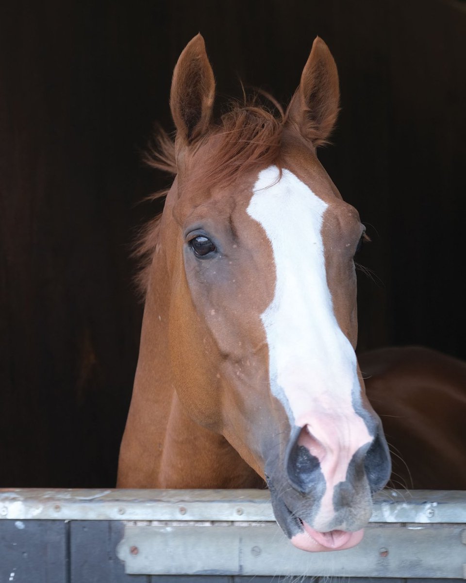 ownersgroupuk's tweet photo. Golden Duke at Nigel Tinkler's Woodlands Stables π
#GoldenDuke #OwnersGroup https://t.co/yCibcRVsjd
