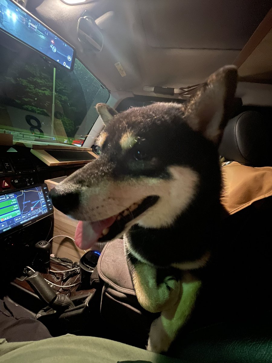 NOZUE8🦴黒柴のハチ♂ on X: 