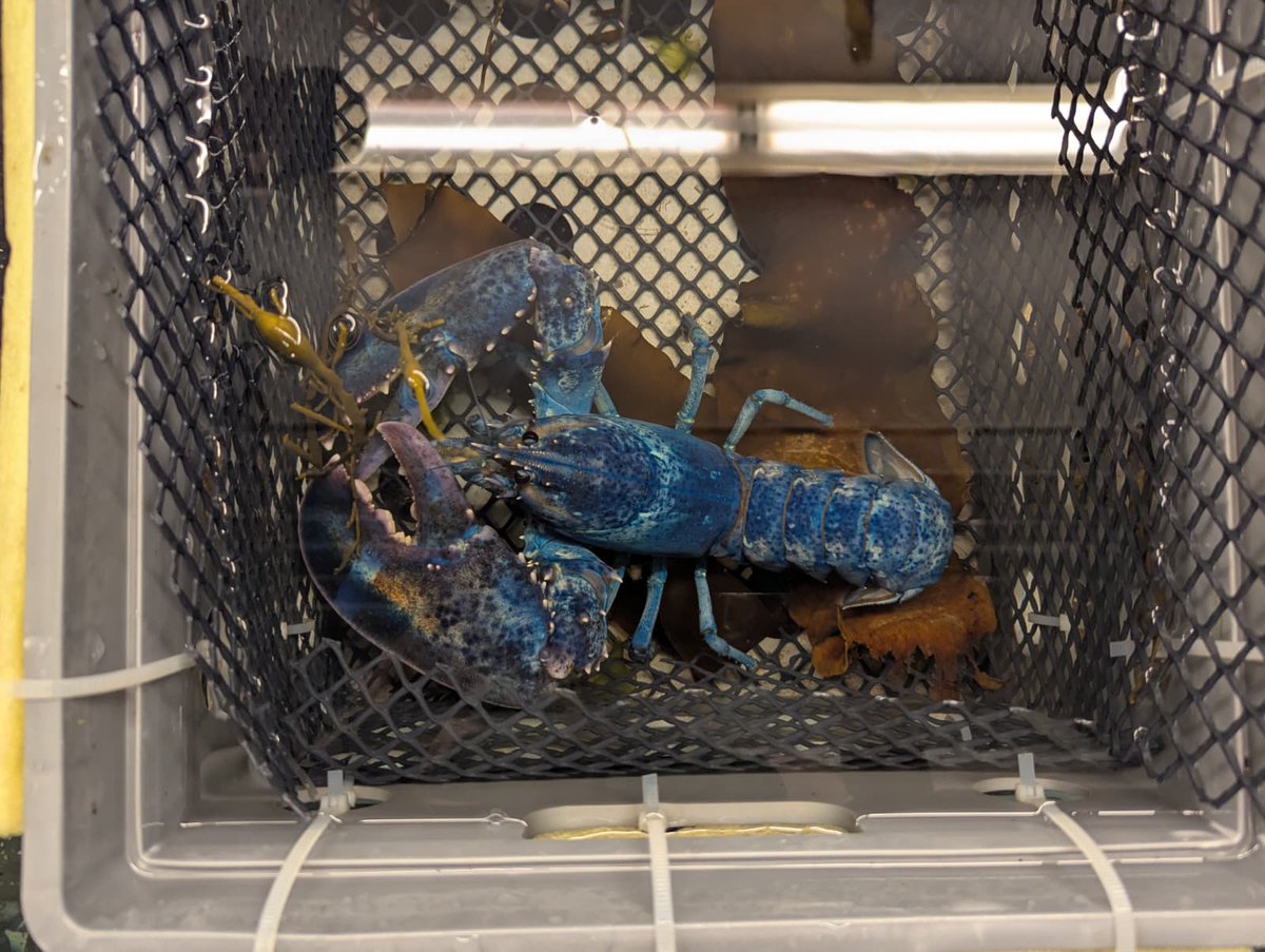 oceangenome's tweet photo. Introducing Neptune 🔱
Meet the newest member of our touch tank at the MSC, an incredibly rare blue lobster. The blue coloration comes from a genetic anomaly-- resulting in Neptune being a one in two million lobster! 💙

#Lobsters #BlueLobster #MarineBiology https://t.co/YNp54E2gW9