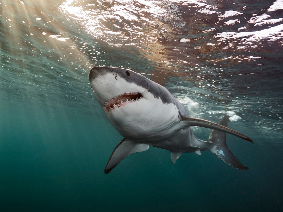 NEAQ's tweet photo. John Chisholm, an adjunct scientist in the Aquarium’s #AndersonCabotCenter for Ocean Life, helps confirm sightings and tell great white sharks apart from their many look-alikes. 🦈
More: https://t.co/IWeTF3WmwR
📸: Brian Skerry
#WhiteSharks #Sharks #SharkIdentification https://t.co/HJChAn3mXR