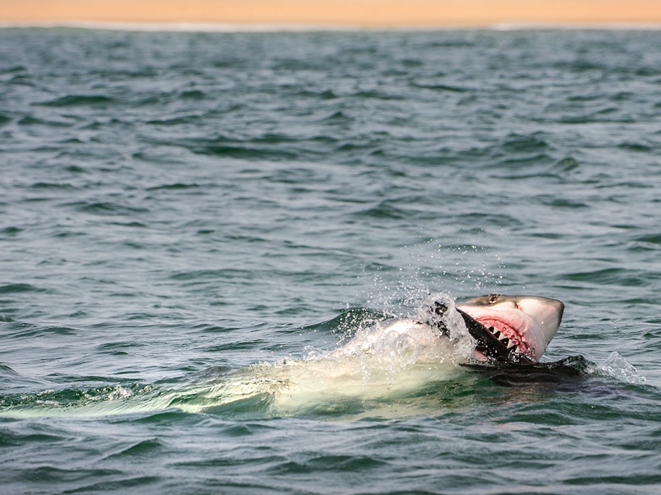 NEAQ's tweet photo. John Chisholm, an adjunct scientist in the Aquarium’s #AndersonCabotCenter for Ocean Life, helps confirm sightings and tell great white sharks apart from their many look-alikes. 🦈
More: https://t.co/IWeTF3WmwR
📸: Brian Skerry
#WhiteSharks #Sharks #SharkIdentification https://t.co/HJChAn3mXR