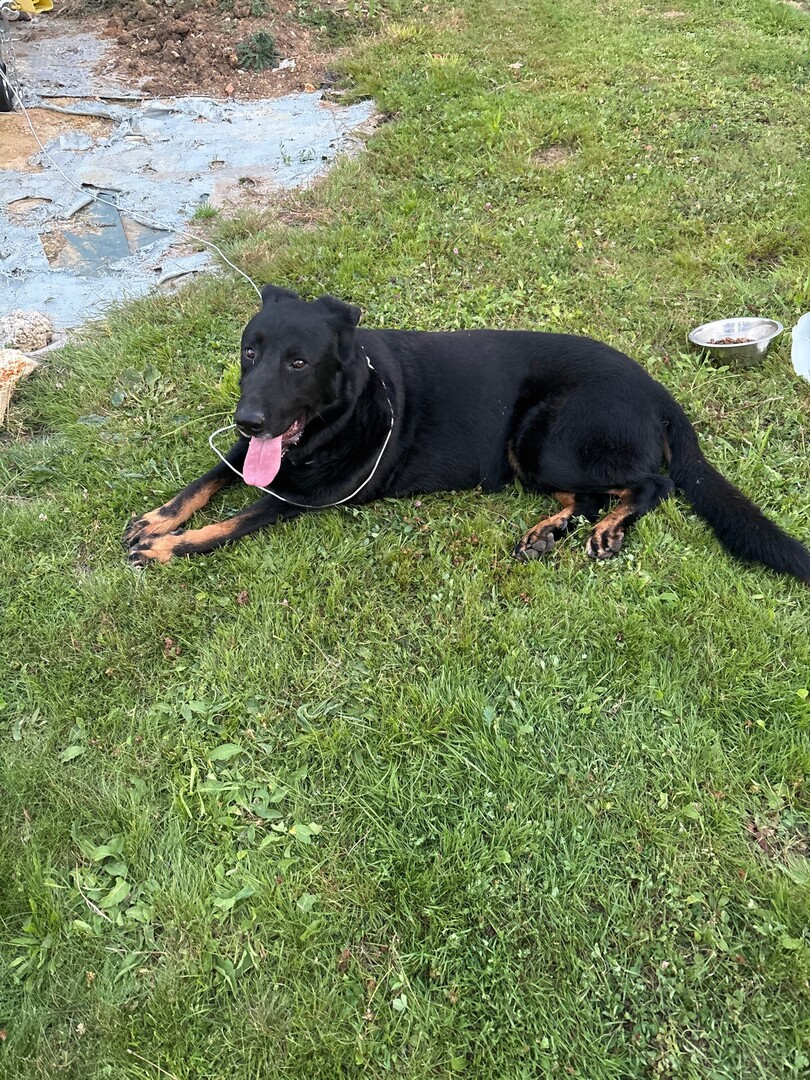 🟢 🐶 Chien trouvé le 11/08/2025 à Faremoutiers (77515).
Mâle / Identifié(e) : Je ne sais pas

☎️ 
📧  ella-halima@hotmail.fr

#VigiPets #chienperdu #chientrouve #chien #perdu #trouve