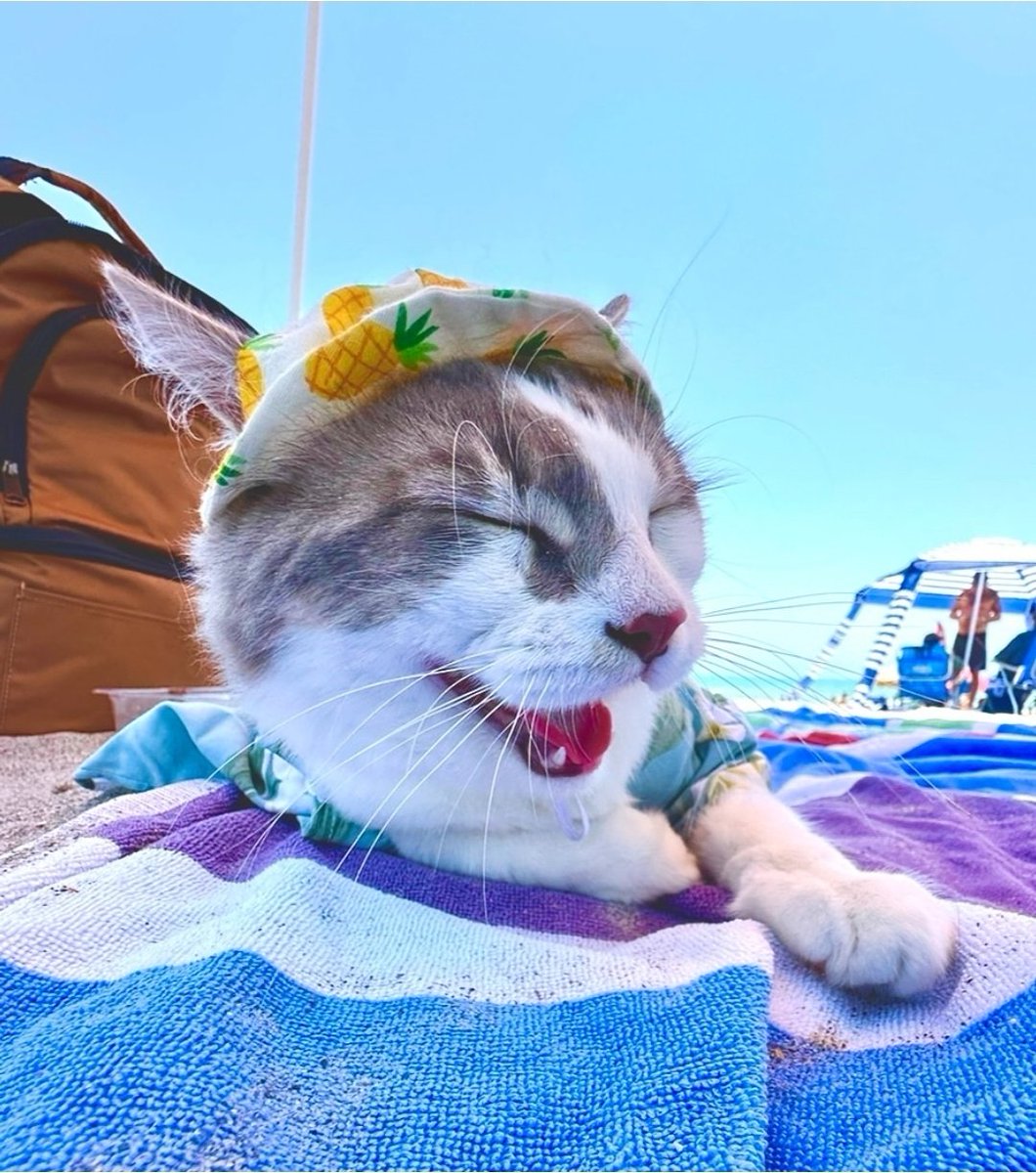 $Gatsby is cute 

2j27B8arU8vjpbQqa2NiCcA7NHN5NkLKgng5qBMEpump