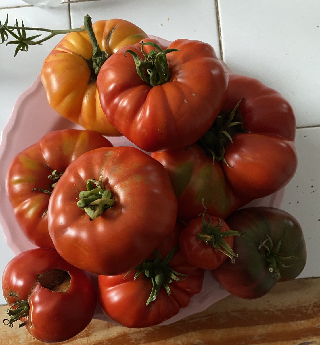 titi37016271's tweet image. Déjà 10 kilos de #tomates récolté 😋