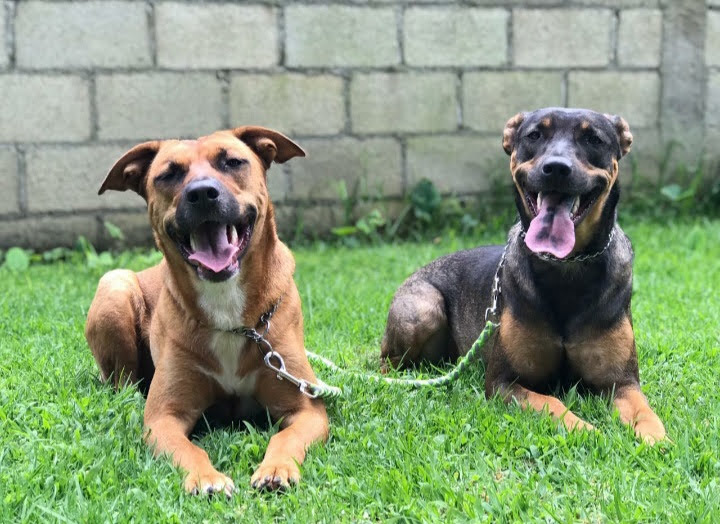 🐕