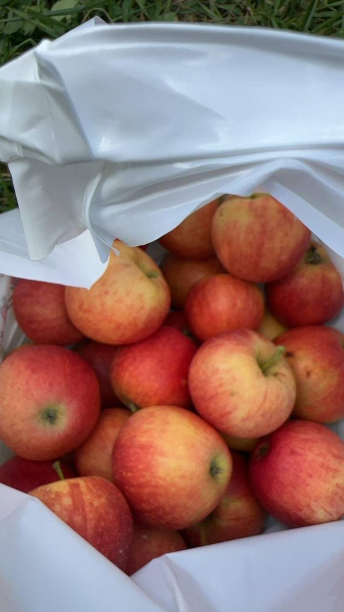 Fabiana24353391's tweet photo. What a perfect day at the apple orchard! ππ There's nothing better than picking fresh apples straight from the tree. πβ€οΈ #applepicking #fallvideo #farmtotable #fruit https://t.co/6Y1st5DMM7