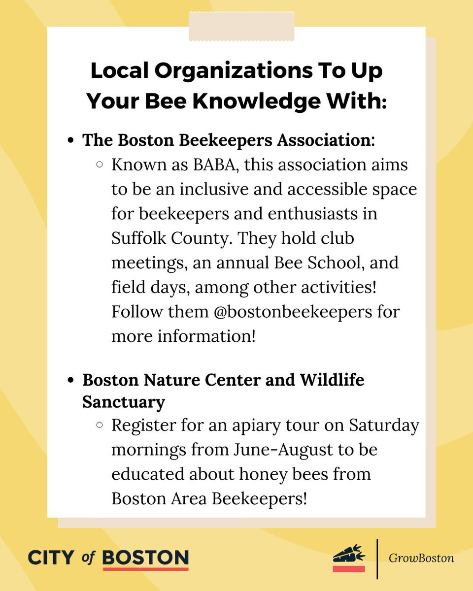 GrowBostonCOB's tweet photo. Honey bees are vital to agriculture! 🌼 During MASS Urban Ag Week, learn why they're important and how to get involved in Boston! Visit https://t.co/qVCxpqTyy9 for info on the Bee Ordinance. https://t.co/P8h4SFL54O