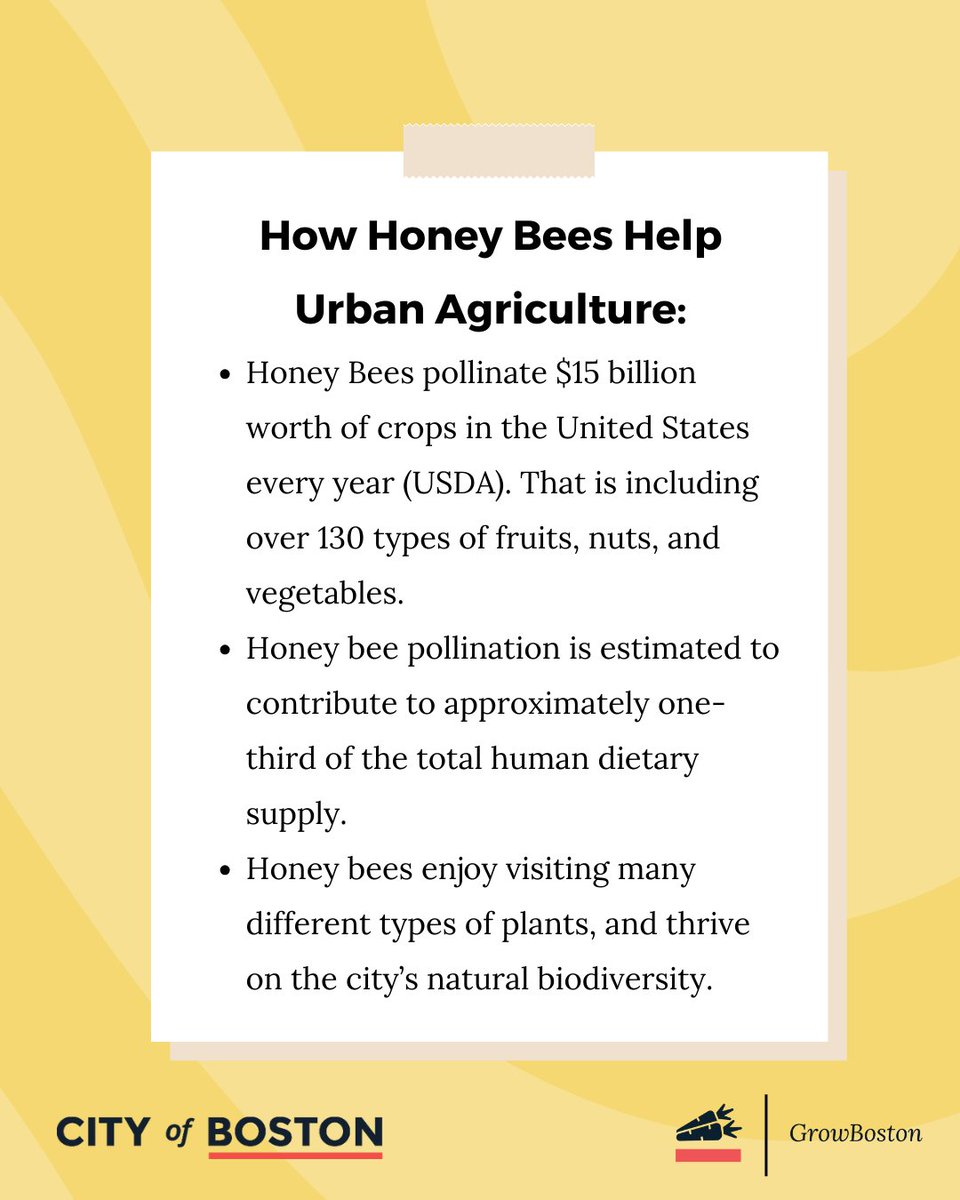 GrowBostonCOB's tweet photo. Honey bees are vital to agriculture! 🌼 During MASS Urban Ag Week, learn why they're important and how to get involved in Boston! Visit https://t.co/qVCxpqTyy9 for info on the Bee Ordinance. https://t.co/P8h4SFL54O