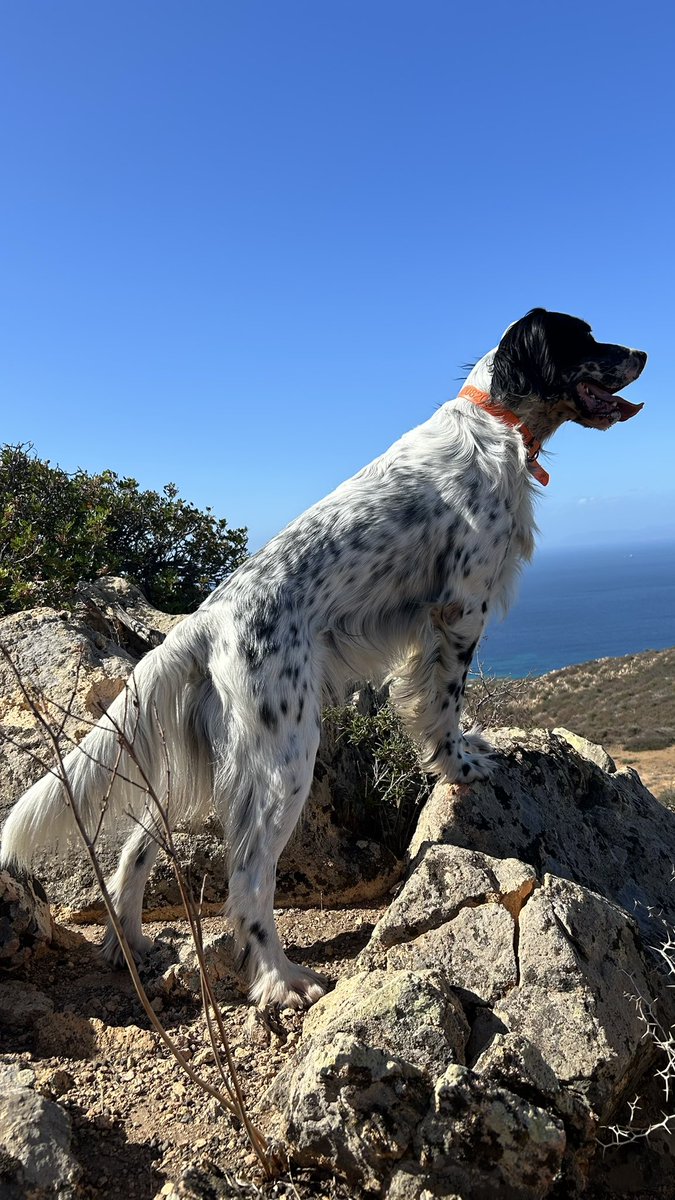 Roberto Casu tweet media