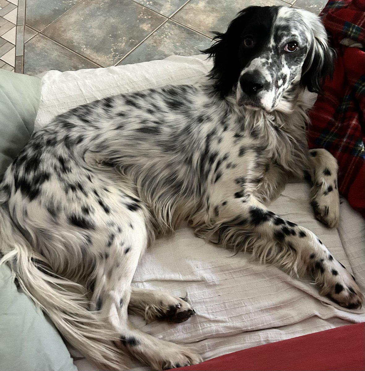 Roberto Casu tweet media