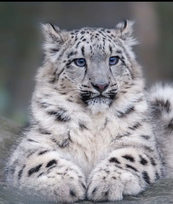 CryoSnowVt's tweet photo. @zeroareazero Adoro con mi alma los leopardos de las nieves y zorros articos!! 💓💓 https://t.co/vrjvuISTdQ
