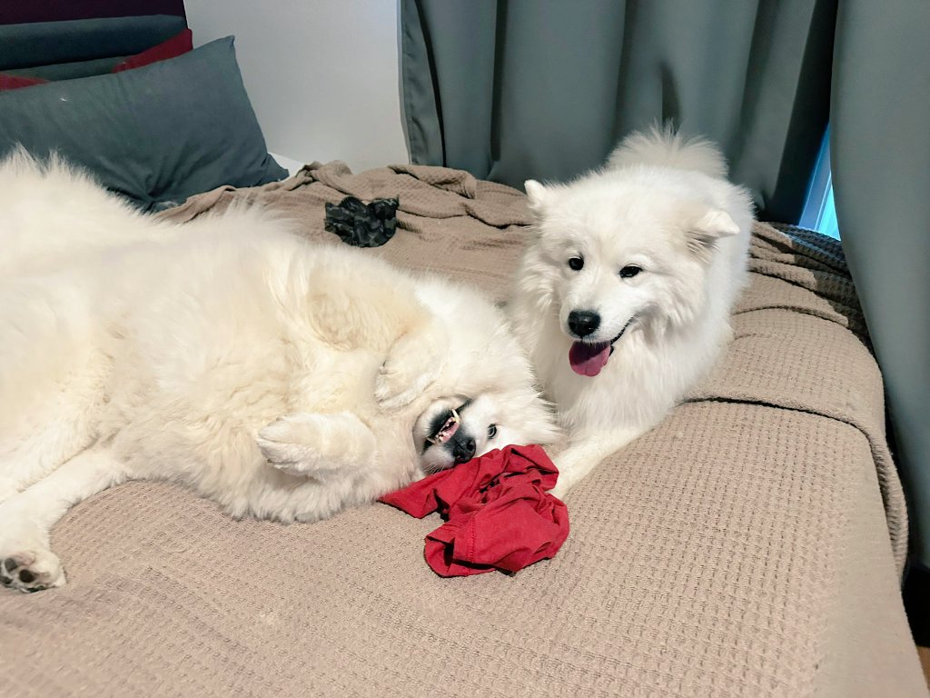 MsVixen's tweet photo. My goofy girls ❤️ https://t.co/F4a4dcIplD