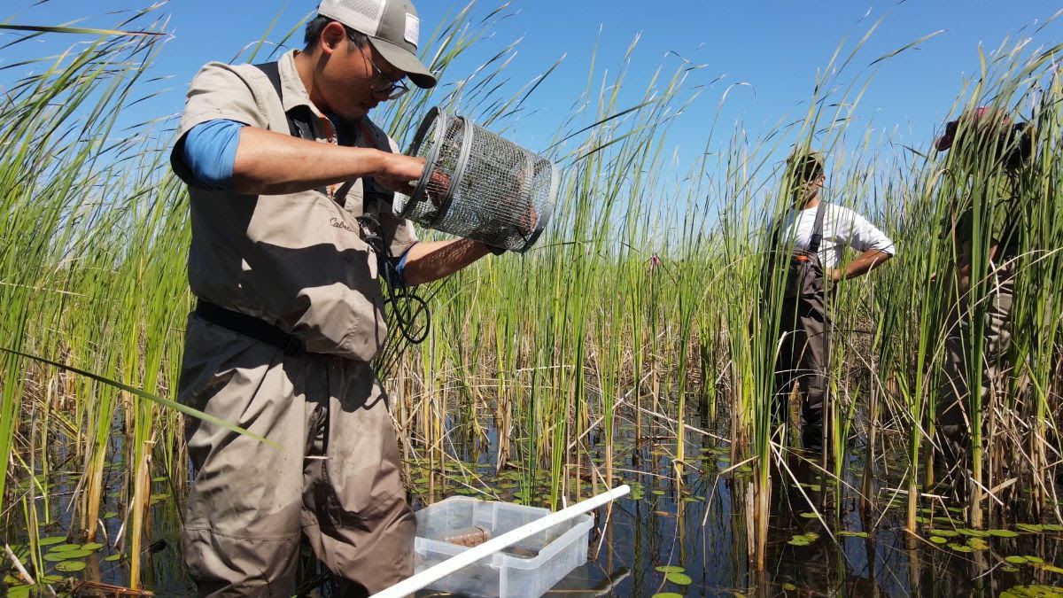 Invasive hybrid cattails are taking over #Minnesota lakeshores, hurting fish habitat &amp; plant diversity. 🌾🐟

Minnesota Sea Grant’s team is testing if targeted removal can help bring native life back to nearshore environments.

🔗Learn more: z.umn.edu/mnsg_cattails