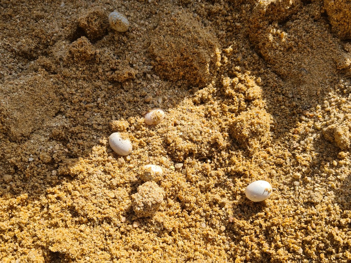 Heerlijkheyd's tweet photo. Vanmorgen moesten we een restant bouwzand verplaatsen en daar zagen we deze eitjes in verstopt zitten. Even opgezocht en het blijken eitjes van een hagedis te zijn. De eitjes hebben geen harde schaal dus voorzichtig verplaatsen.
#Frankrijk #hagedis #eitjes #bouwzand https://t.co/8lILXRKOuK