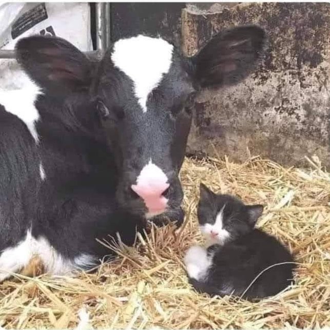 Kagame and Fatshi goons right now