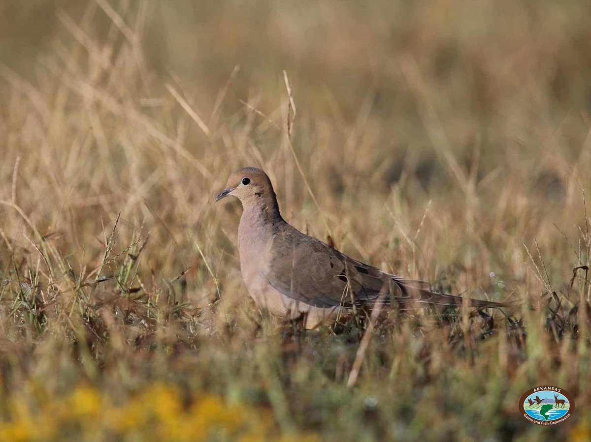 Arkansas Game and Fish Commission (@argameandfish) on Twitter photo Permit application period winding down for upcoming dove hunting season
LITTLE ROCK — Four of the Arkansas Game and Fish Commission’s wildlife management areas will provide the rare opportunity of permit hunting for doves when the season opens Sept. 6. ...bit.ly/4maXV1X Permit application period winding down for upcoming dove hunting season
LITTLE ROCK — Four of the Arkansas Game and Fish Commission’s wildlife management areas will provide the rare opportunity of permit hunting for doves when the season opens Sept. 6. ...bit.ly/4maXV1X