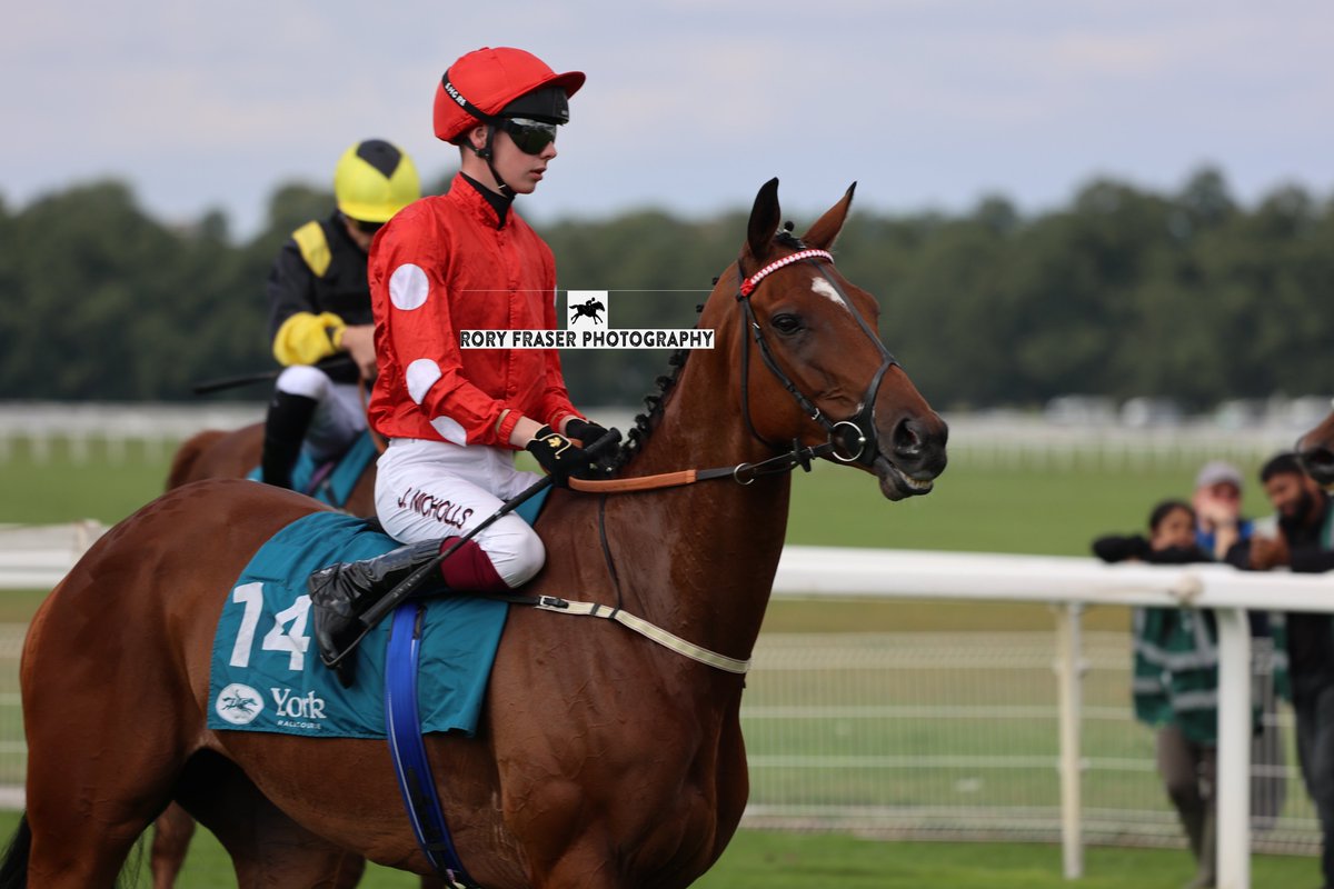 Rory Fraser Photography🤘 (@92roryf) on Twitter photo TELE RED (Telescope x Hardy Blue) at York recently for a class four handicap (1m)
Trained by <a href="/karl_burke/">Karl Burke</a> and owned by John Kenny.
A five time winner from forty-five starts, most recently in October 2023. TELE RED (Telescope x Hardy Blue) at York recently for a class four handicap (1m)
Trained by <a href="/karl_burke/">Karl Burke</a> and owned by John Kenny.
A five time winner from forty-five starts, most recently in October 2023.