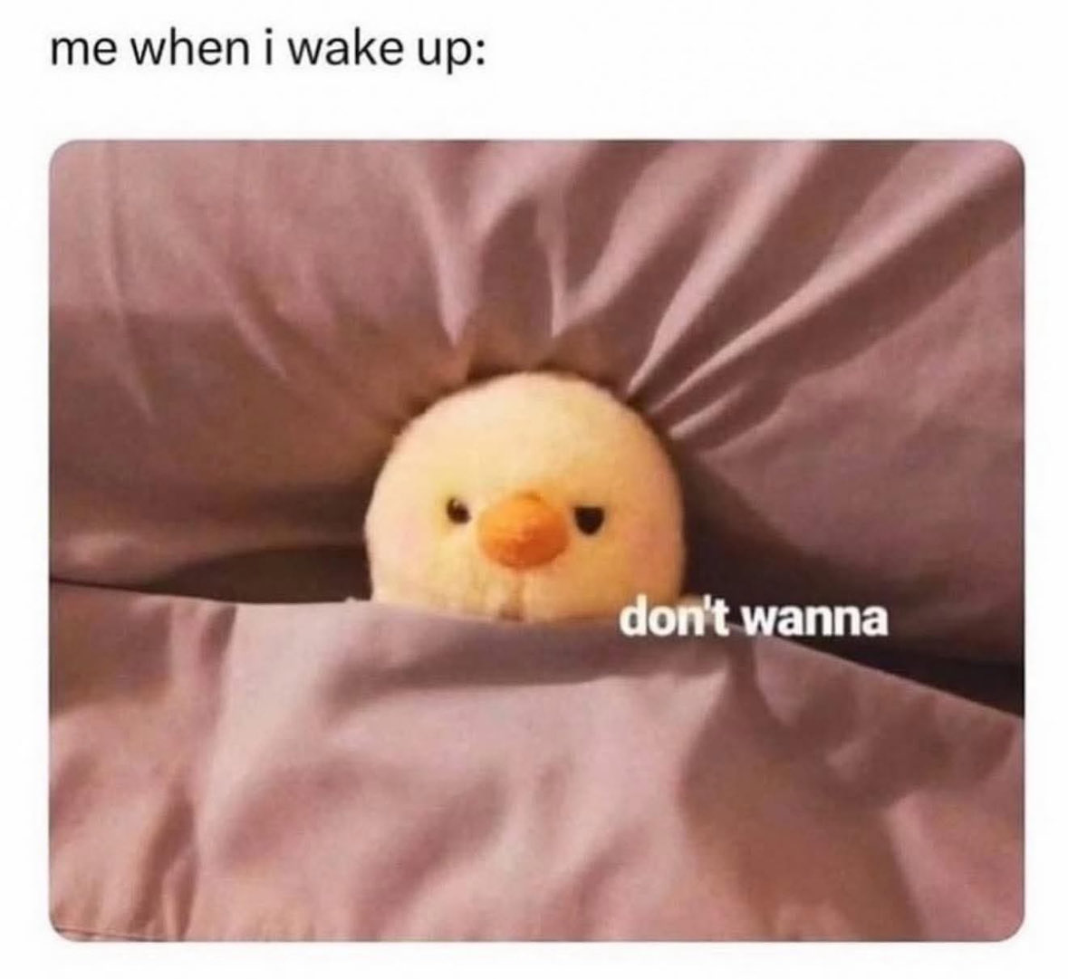 RespectfulMemes's tweet photo. https://t.co/nbqOtff0UR