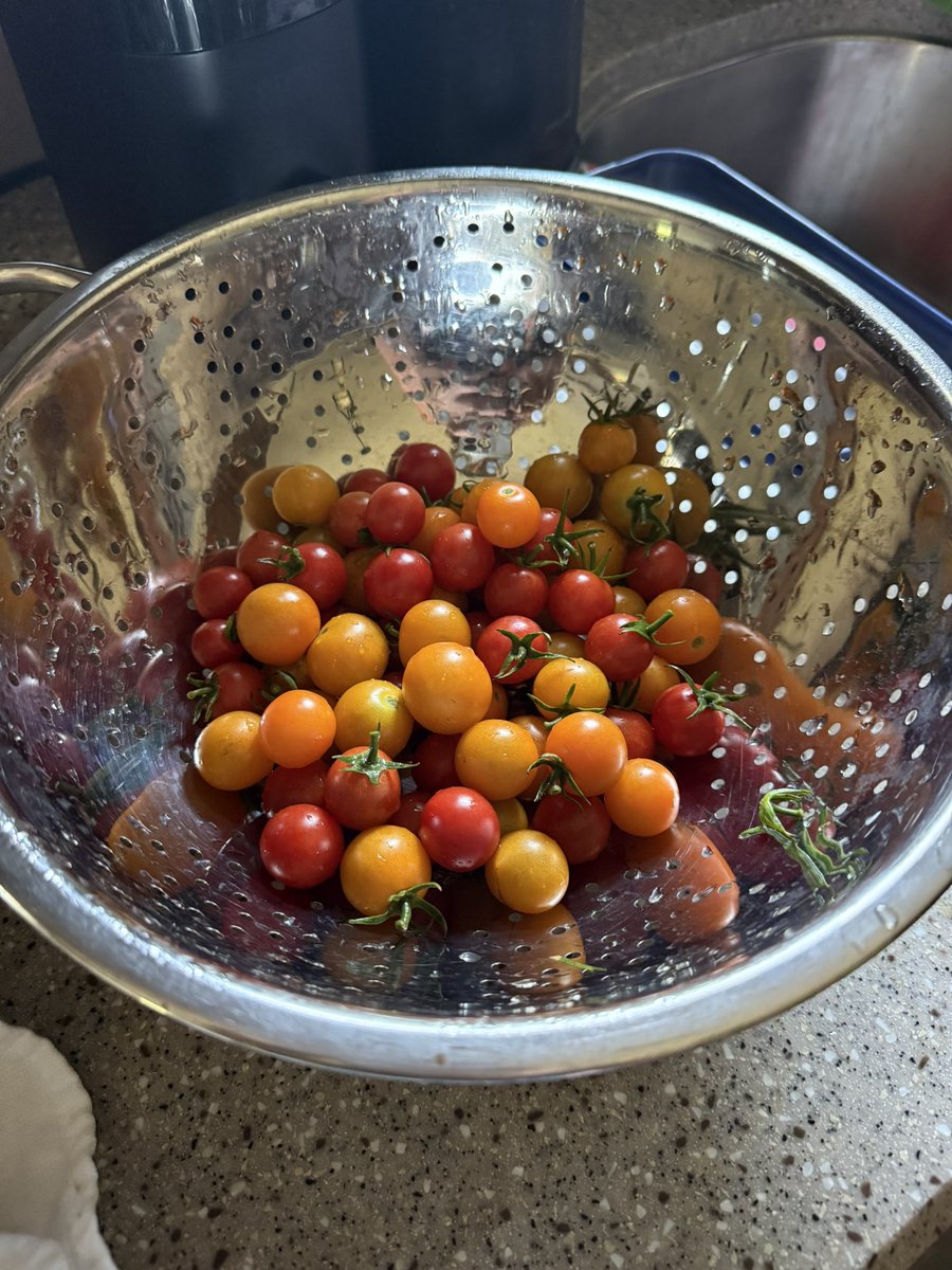 VLC2007's tweet photo. #carrotharvest got 1.5 lbs! Also 2.5 lbs of #beans and a little over a pound of #cherrytomatoes #christygarden2025 https://t.co/E1TUKapRrD