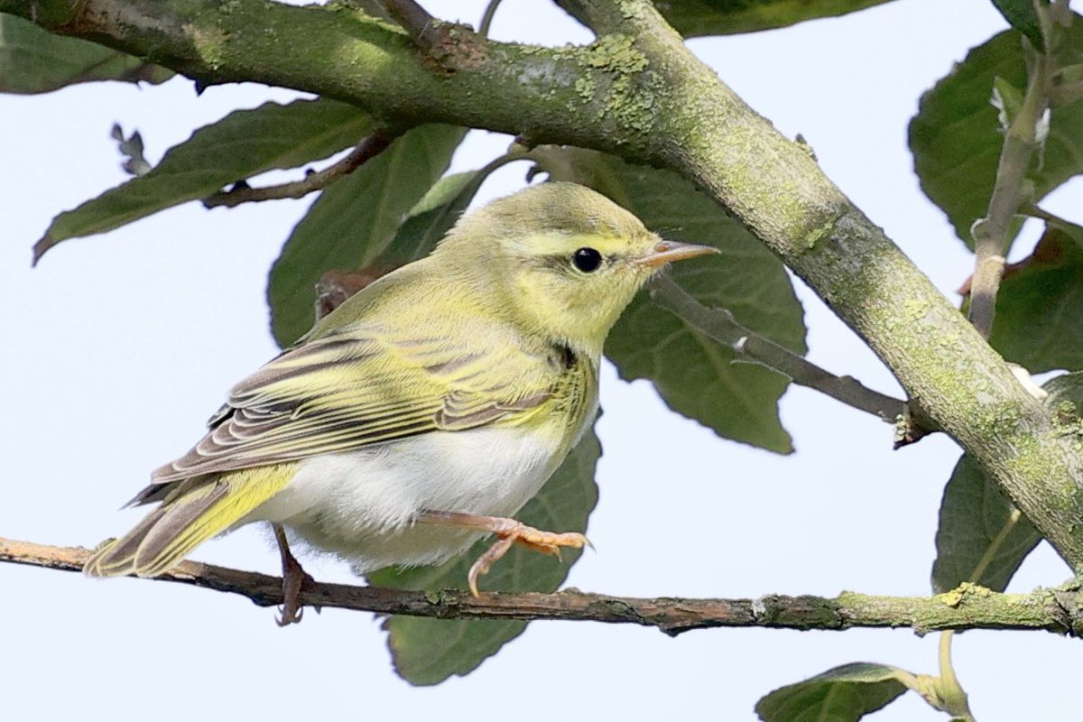 ScratchTrev's tweet image. At RSPB Bempton Cliffs today, 2 Pied Fly’s, just over 50 Willow Warblers and at least 9 Chiffchaffs in waves passing through scrub mid-morning onwards. The jewel that is … a stunning Wood Warbler! Elusive but showed well on &amp;amp; off to early evening at least.