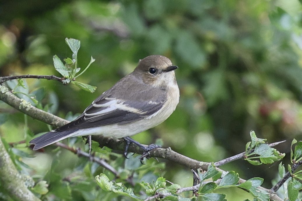ScratchTrev's tweet image. At RSPB Bempton Cliffs today, 2 Pied Fly’s, just over 50 Willow Warblers and at least 9 Chiffchaffs in waves passing through scrub mid-morning onwards. The jewel that is … a stunning Wood Warbler! Elusive but showed well on &amp;amp; off to early evening at least.