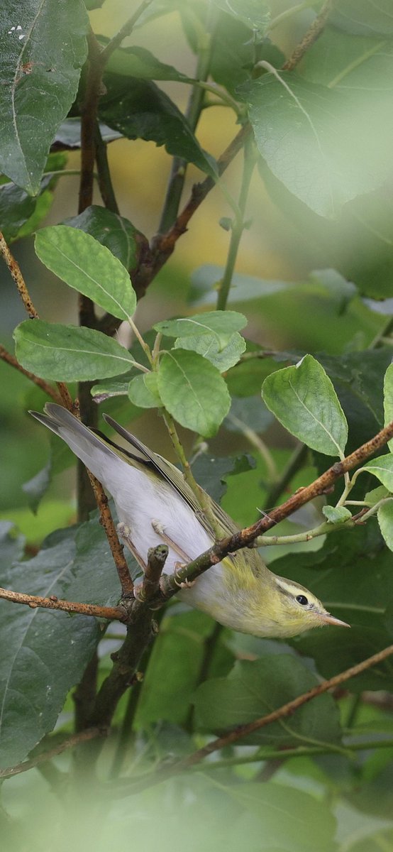 ScratchTrev's tweet image. At RSPB Bempton Cliffs today, 2 Pied Fly’s, just over 50 Willow Warblers and at least 9 Chiffchaffs in waves passing through scrub mid-morning onwards. The jewel that is … a stunning Wood Warbler! Elusive but showed well on &amp;amp; off to early evening at least.