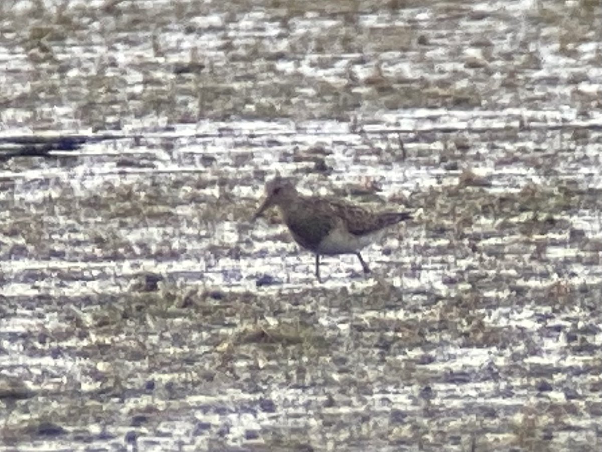 Nice to pick up this Pec sand on the flats this evening before the looming complete dry out of the site in the coming days.<a href="/Lincsbirding/">Lincsbirding</a>