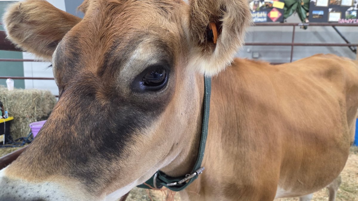 NWMTFairRodeo's tweet photo. 🚨There is no admission fee to get into the NWMT Fair today Tuesday, August 12:
2 PM – Sheep Show
6 PM – John Dunnigan: *Dunnigan Done It Again* (Huckleberry Stage)
• 🎤 7 PM – Gates Open for Rock Concert
• ⭐ 8:15 PM – *Joan Jett &amp; the Blackhearts* LIVE  Grandstands Arena! https://t.co/x0T8ji6hbX