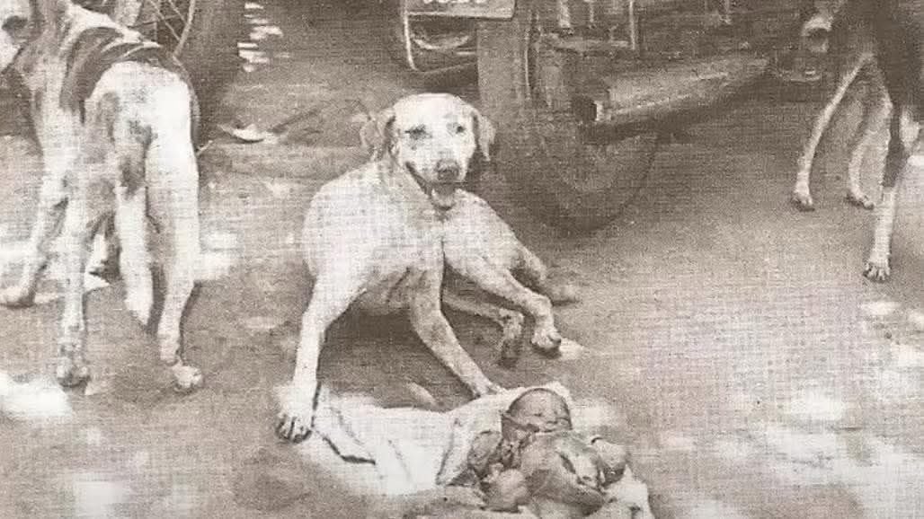 En el verano de 1996, en Calcuta, India 🇮🇳, alguien abandonó a una niña recién nacida en un contenedor de basura junto a la carretera y se marchó... Tres perritos callejeros, flacos, sin nombre y no deseados, oyeron sus débiles llantos, que se abrían paso entre el ruido de la