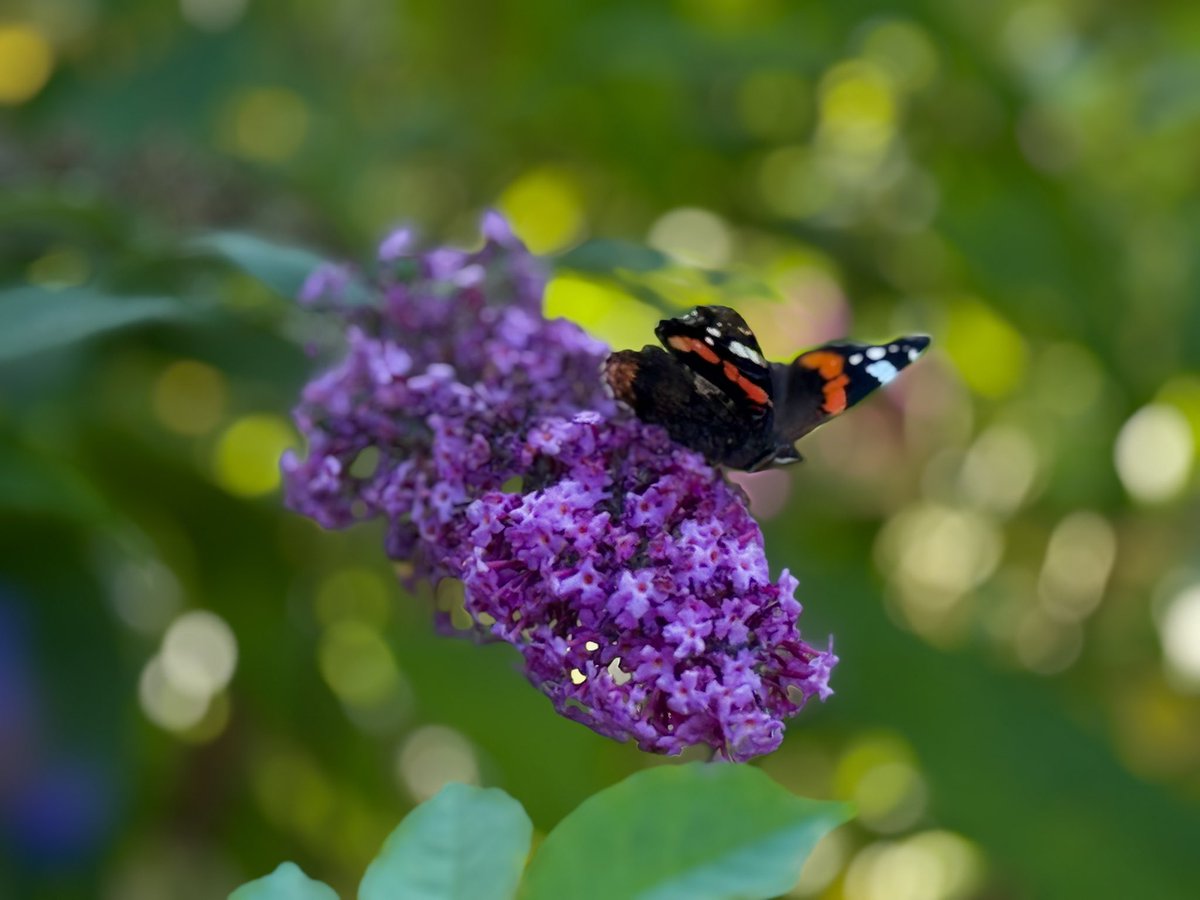 We took Milo for a walk through the Memorial Garden and couldn’t believe how many Red Admiral butterflies were flocking to the shrubs there!! They were absolutely everywhere :)
#Bothwell #VillageLife #Butterflies