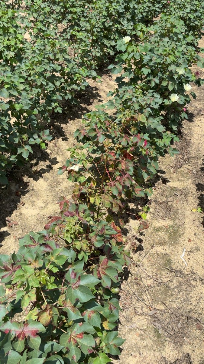 calecloud92's tweet photo. Spider mites and late leaf spot on the menu for today https://t.co/CqqSXF5CvT