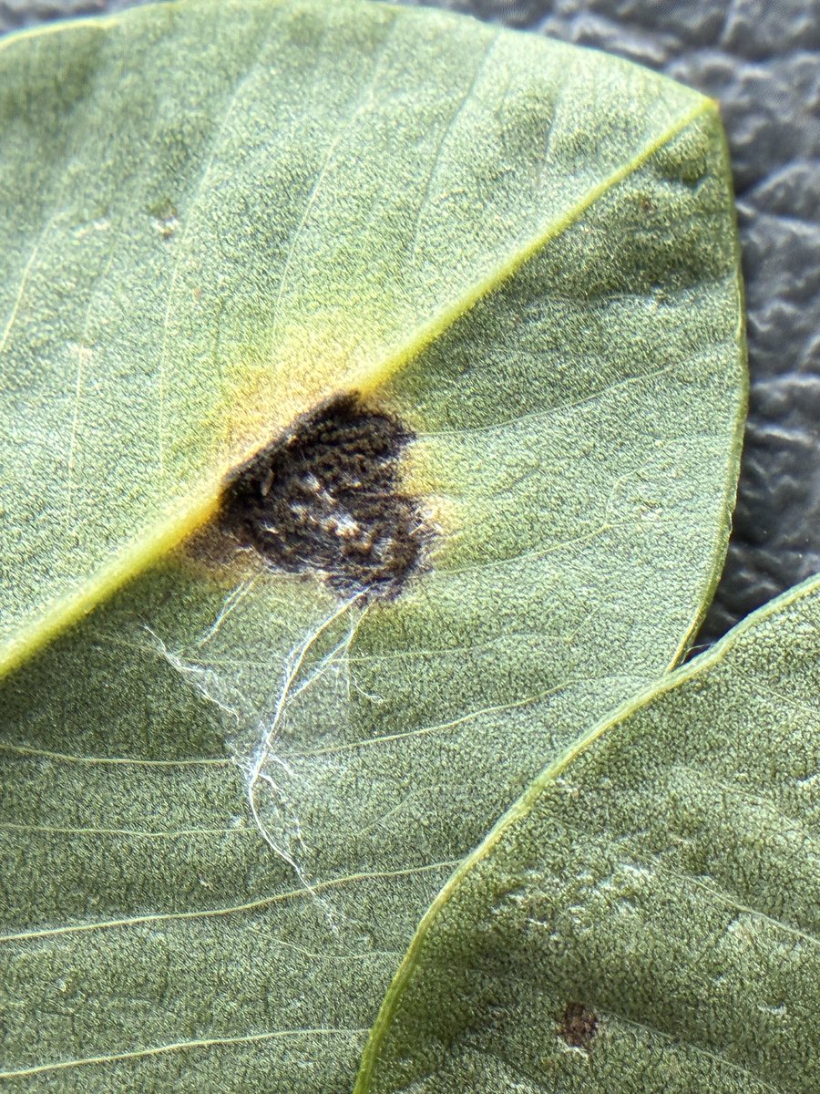 calecloud92's tweet photo. Spider mites and late leaf spot on the menu for today https://t.co/CqqSXF5CvT
