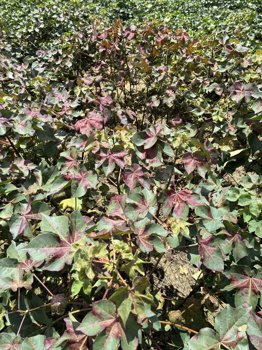 calecloud92's tweet photo. Spider mites and late leaf spot on the menu for today https://t.co/CqqSXF5CvT