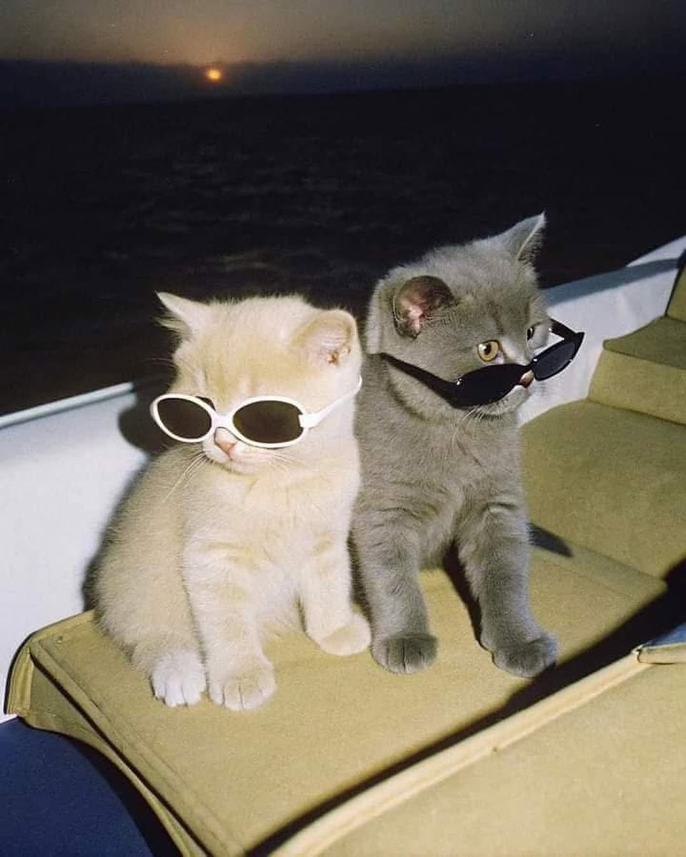 smol silly cat tweet media