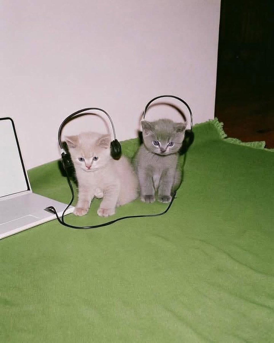 smol silly cat tweet media