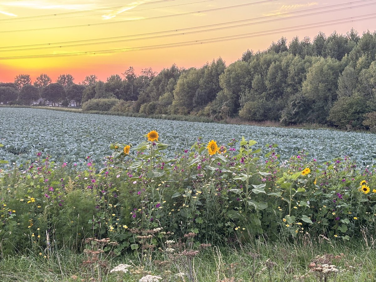 Mooie borders voor de insecten langs de akkers in #Almere👍.