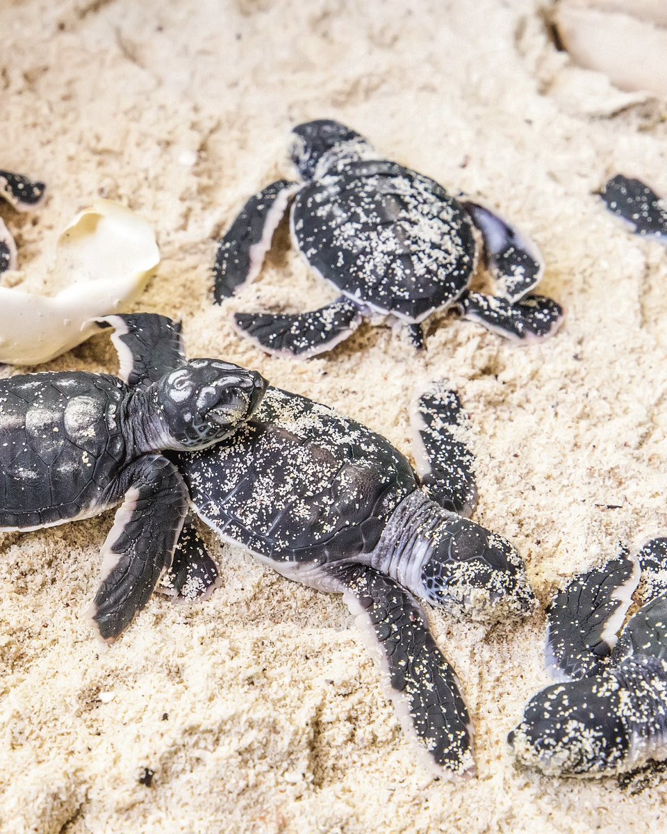 odysseystravel's tweet photo. 🐢 Turtle season is thriving at Tanjong Jara Resort

25 nests.
2,440 eggs protected.
413 hatchlings released to the sea.

Experience the magic where luxury meets conservation and witness nature’s most moving moments.

📞 020 3710 6951

#TurtleSeason #Malaysia #WildlifeTravel https://t.co/4fMEurQDoS