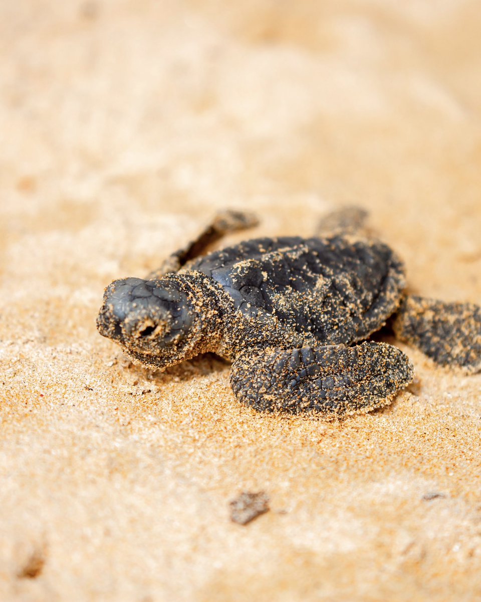 odysseystravel's tweet photo. 🐢 Turtle season is thriving at Tanjong Jara Resort

25 nests.
2,440 eggs protected.
413 hatchlings released to the sea.

Experience the magic where luxury meets conservation and witness nature’s most moving moments.

📞 020 3710 6951

#TurtleSeason #Malaysia #WildlifeTravel https://t.co/4fMEurQDoS