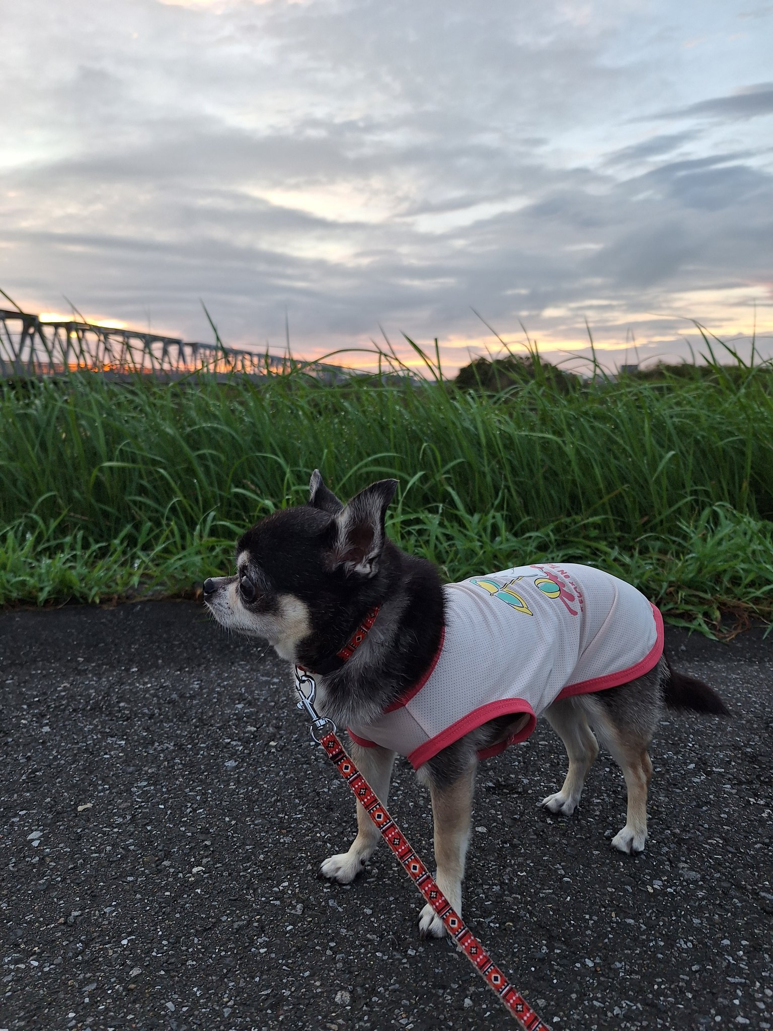 はあちゃん on X: 