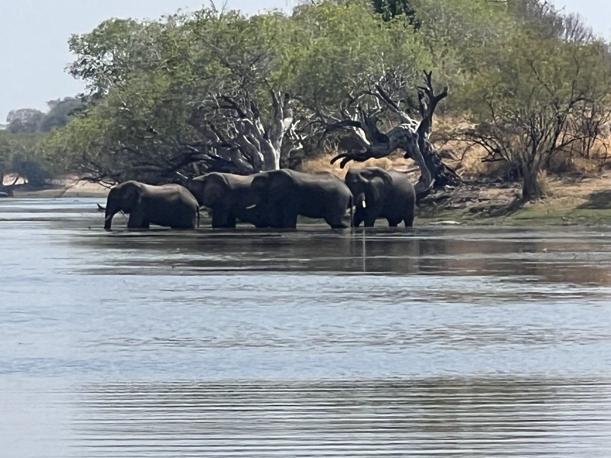 joanetosh's tweet photo. Happy World Elephant Day!!! https://t.co/NIEnwPqzj1