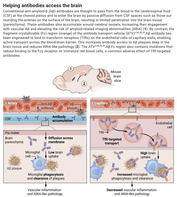 A newly engineered antibody transport vehicle targeting the transferrin receptor enables enhanced delivery of anti-amyloid antibodies to the brains of mouse models of Alzheimer’s disease, researchers report in Science. 

📄: scim.ag/47lQqkf
#SciencePerspective:
