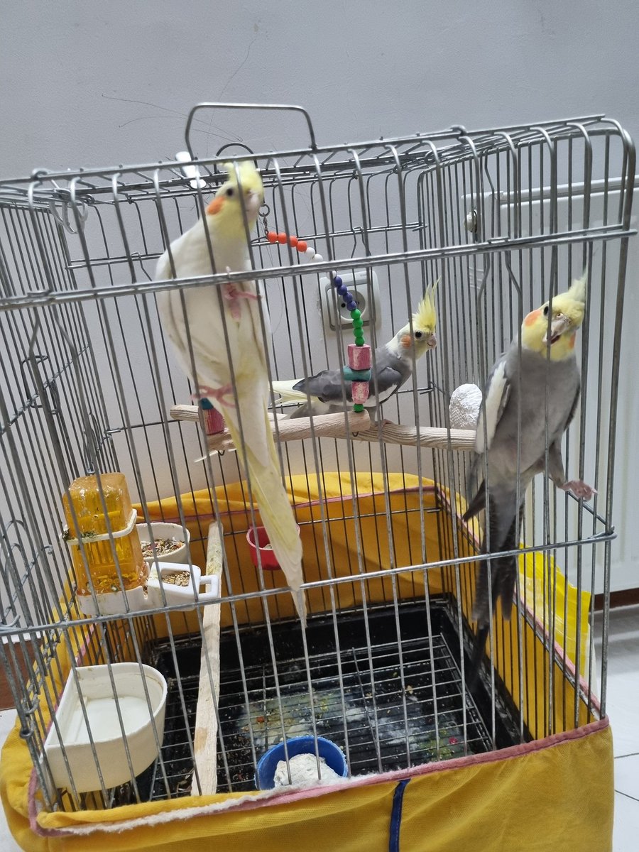 نذر کردم تا هفته بعد ۵۰۰ ملیون از عالم غیب بیاد دستم ، این زبون بسته ها رو آزاد کنم