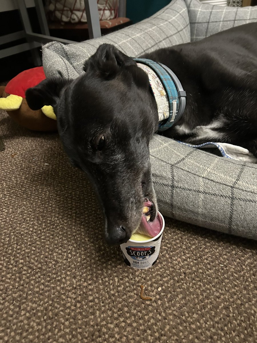 Some stupid hound insisted they needed a walk to have a poo &amp; it was too hot 🥵 so I’m now doing a cooldown #TongueOutTuesday