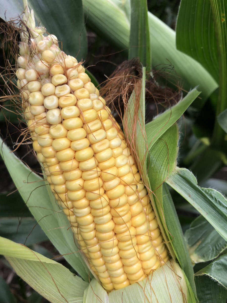 P69155PCE left, P71231PCE right.   Both at early dent stage. 72 day should be denting shortly